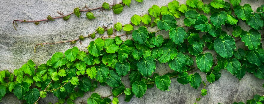 Imagen de una planta trepadora sobre el cemento